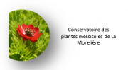 logo conservatoire des plantes messicoles de la Morelière